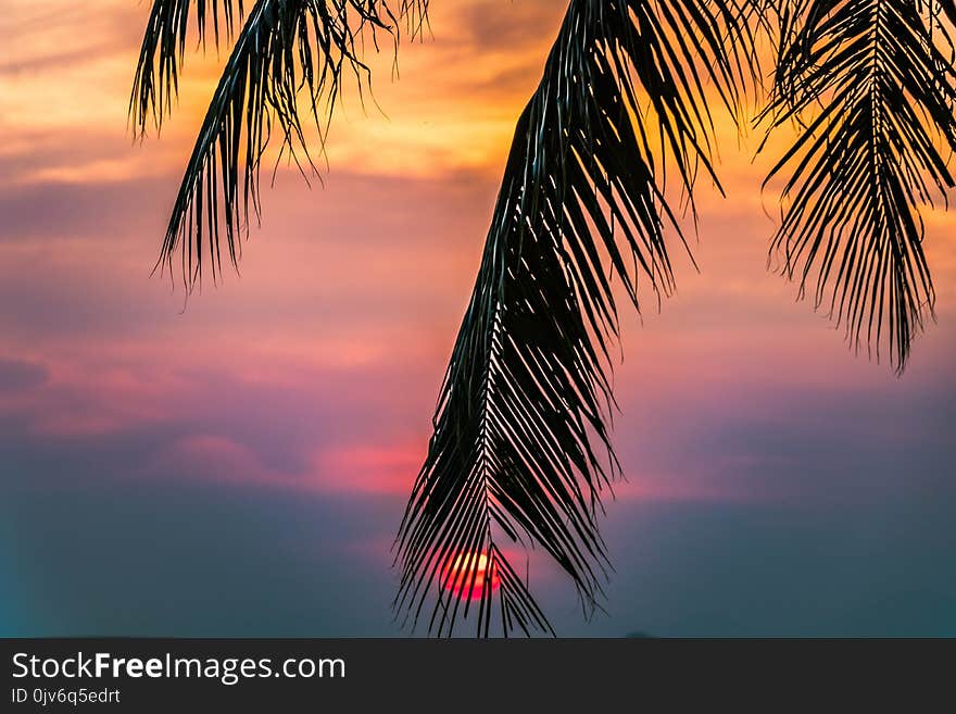 Sun Covered With Coconut Tree during Sunrise