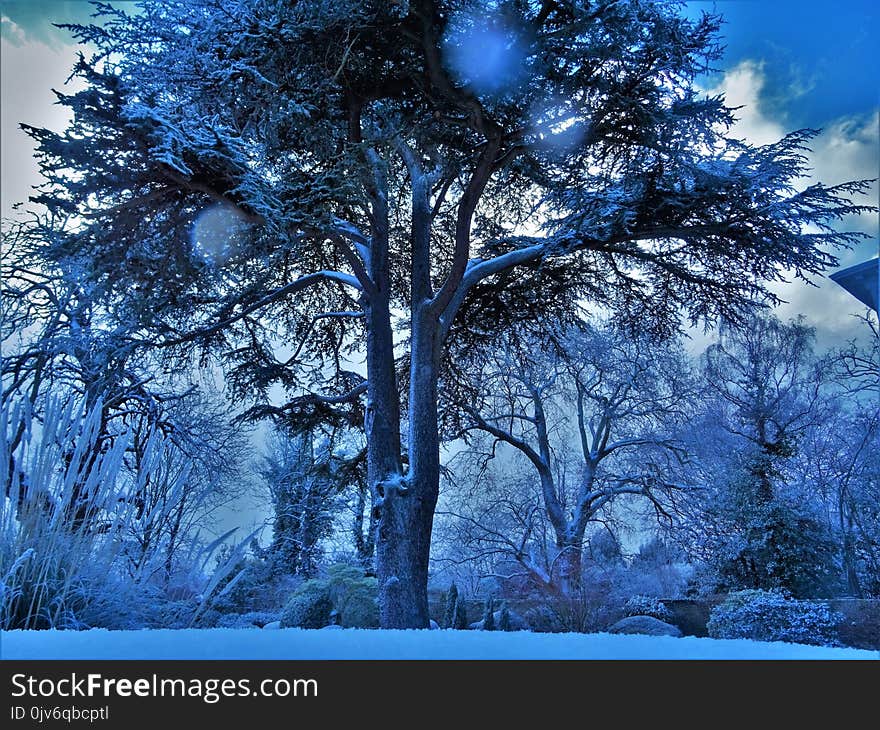 Low Angle Photography of Trees Covered With Snow