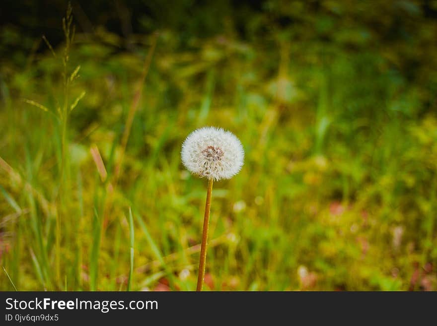 Close Up Photography of White Flower