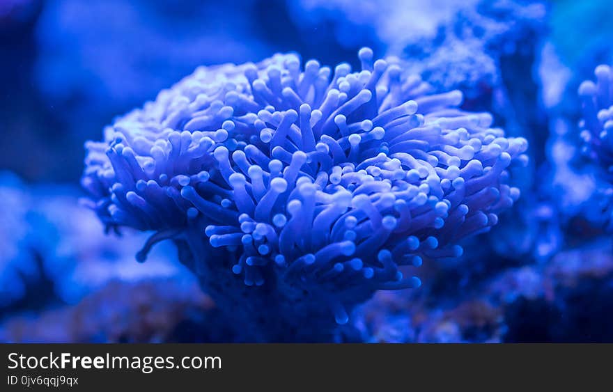 Blue Sea Anemone