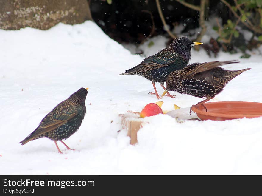Three Birds on the Ground Surrounded by Snow