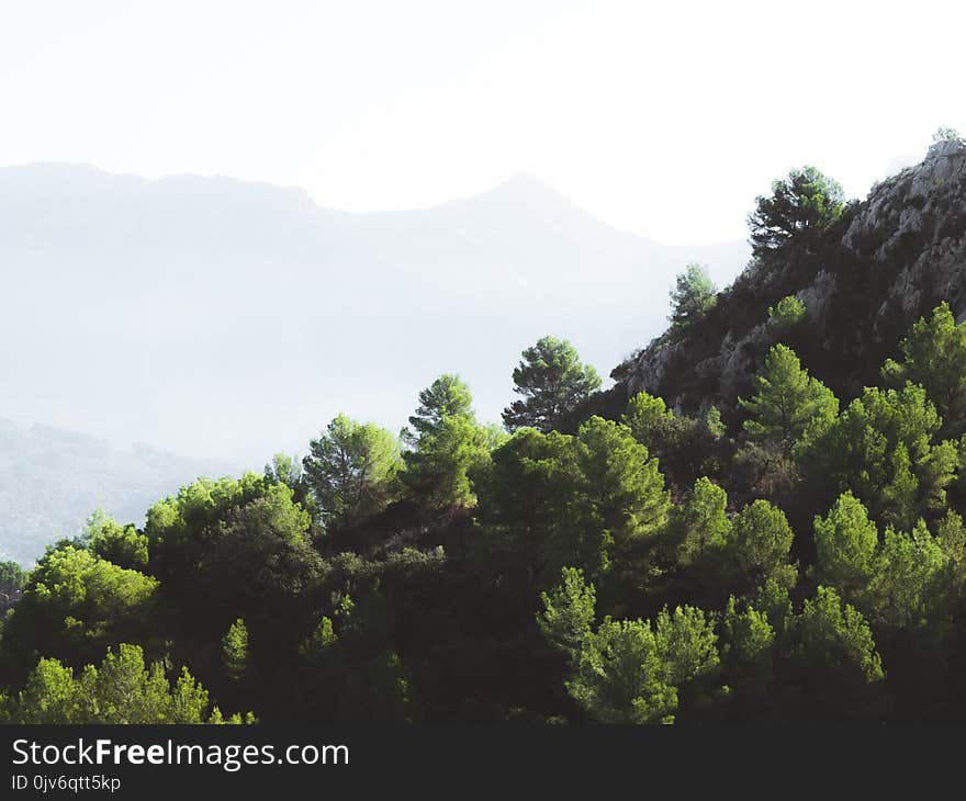 Green Pine Trees Near on Rock Formation