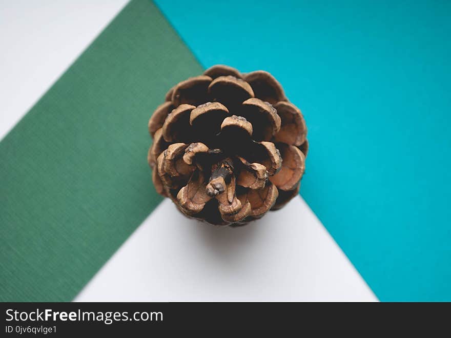 Brown Pinecone Close-up