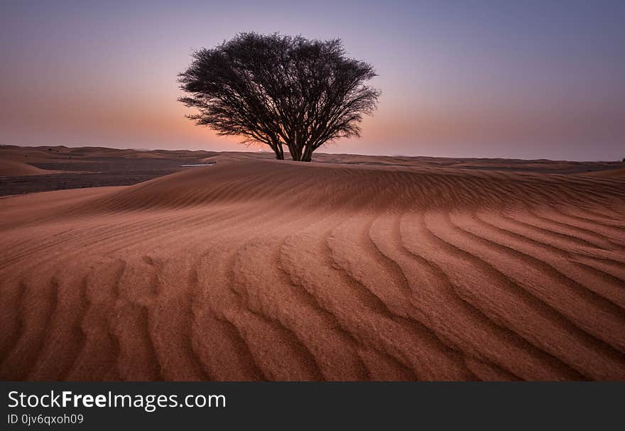 Green Tree in the Middle of Desert