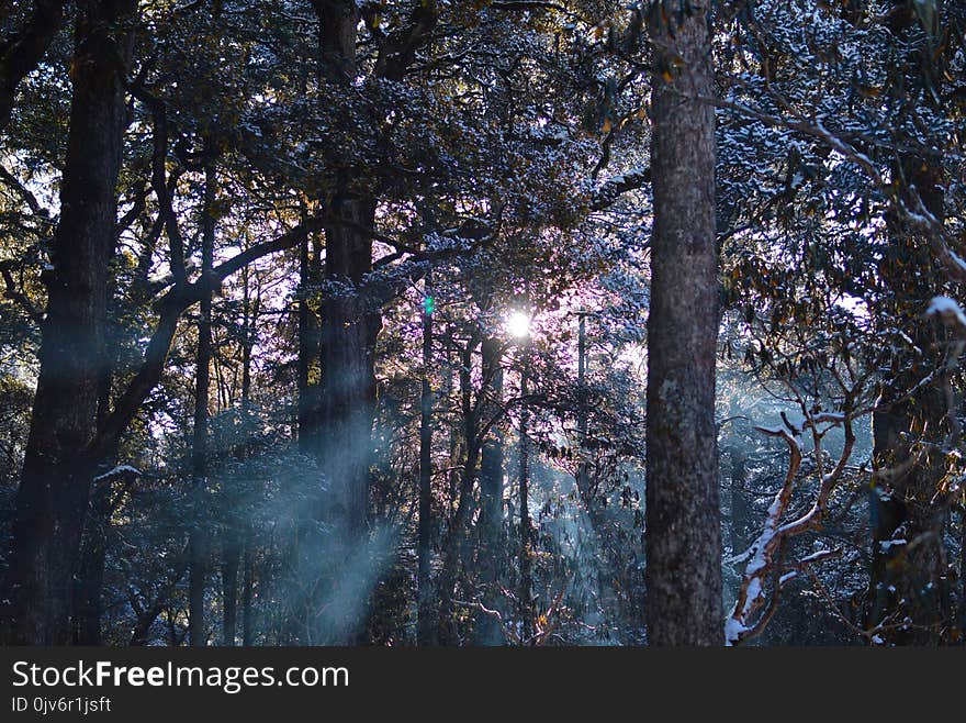 Green Leaf Trees