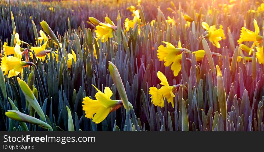 Landscape Photography of Field Covered With Yellow Flowers