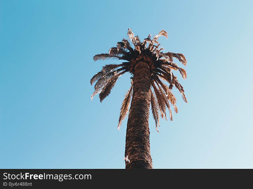 Low Angle Photography of Sago Palm