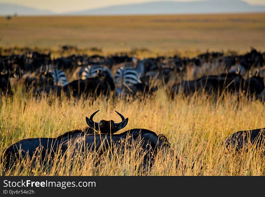 Herd of Zebra on Grass Field