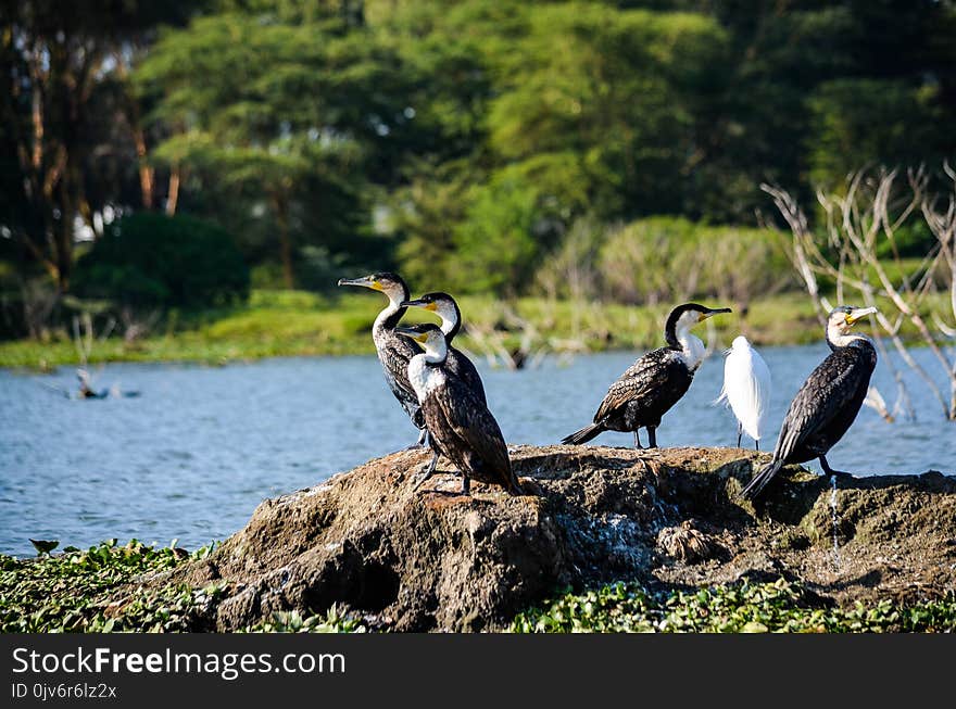 Black and White Birds Near Body of Water at Daytime