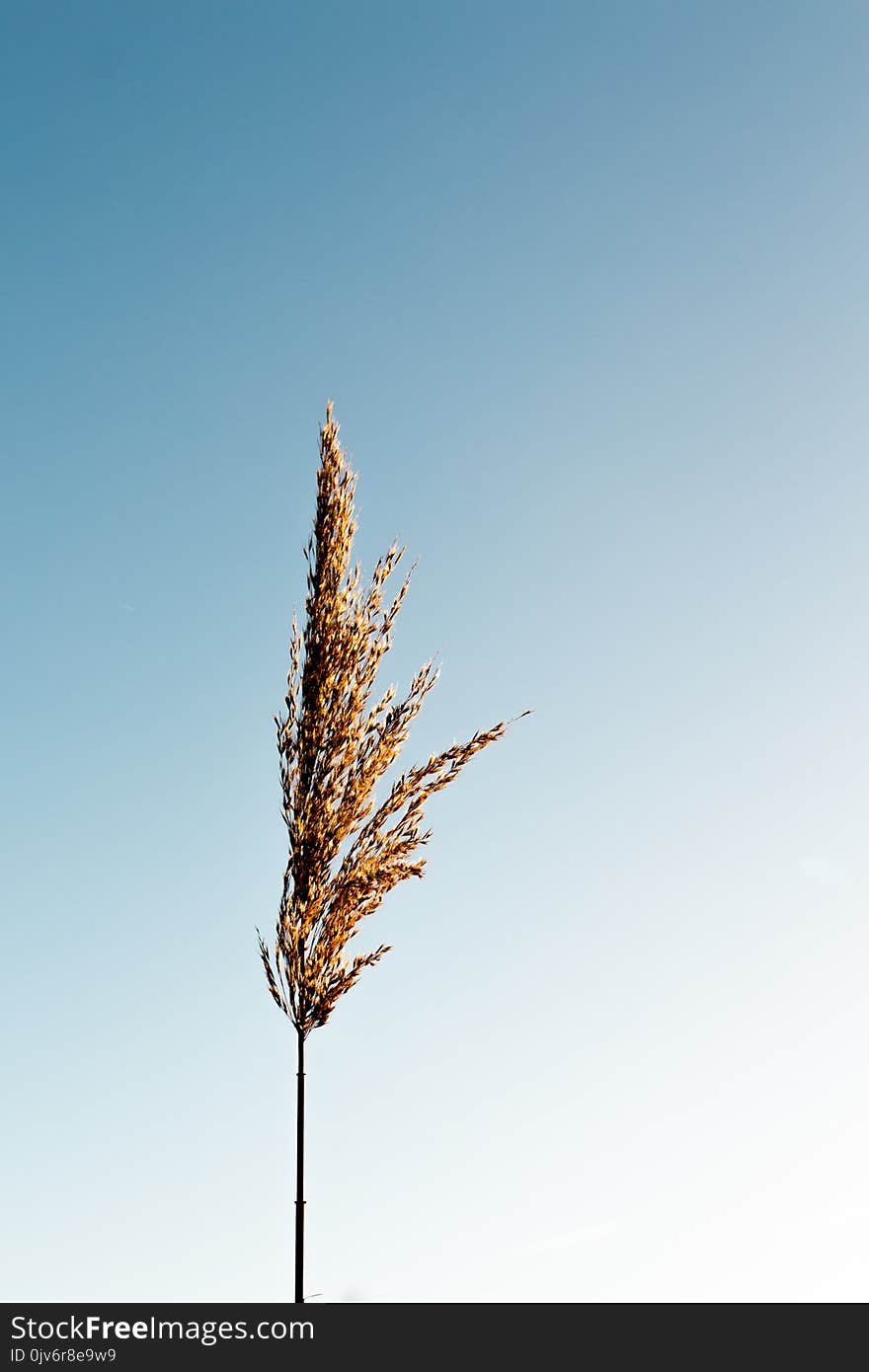 Brown Grain Plant