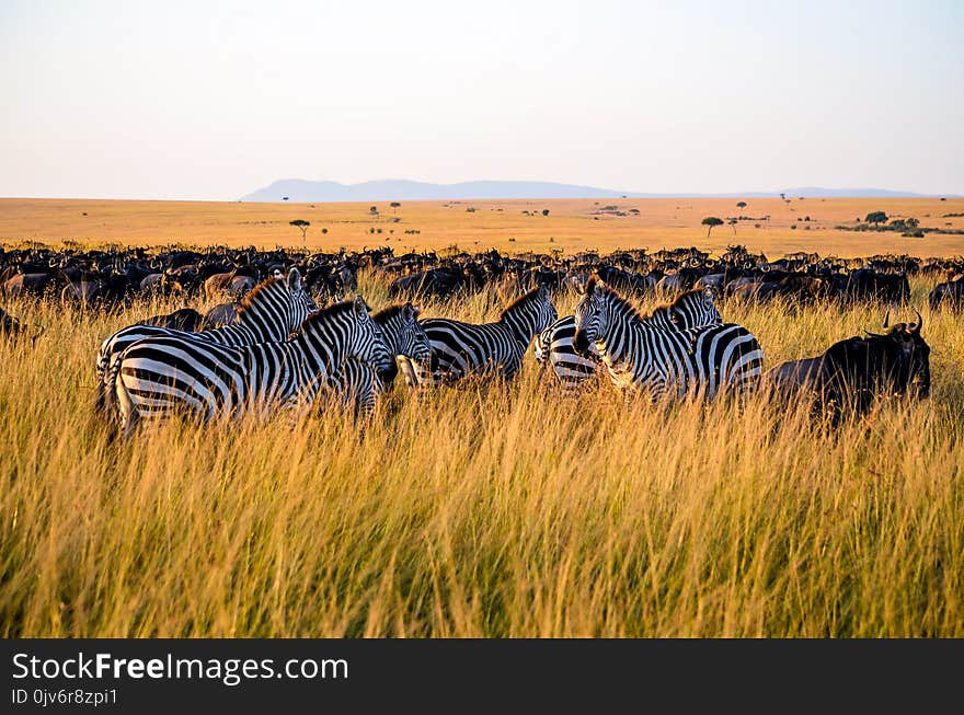 Zebra Eating Grass