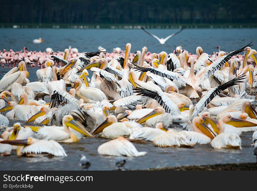 White, Black, and Yellow Birds