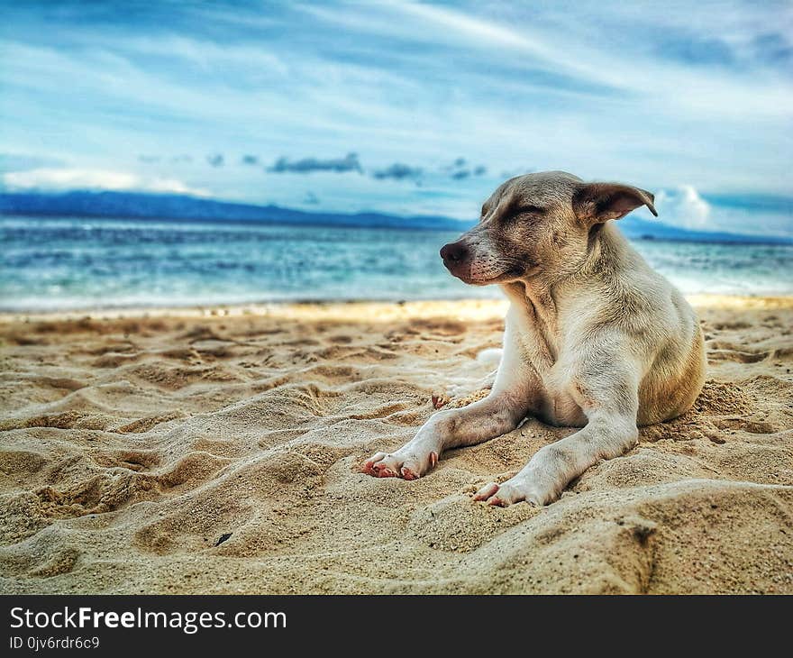 Dog Lying on Beach