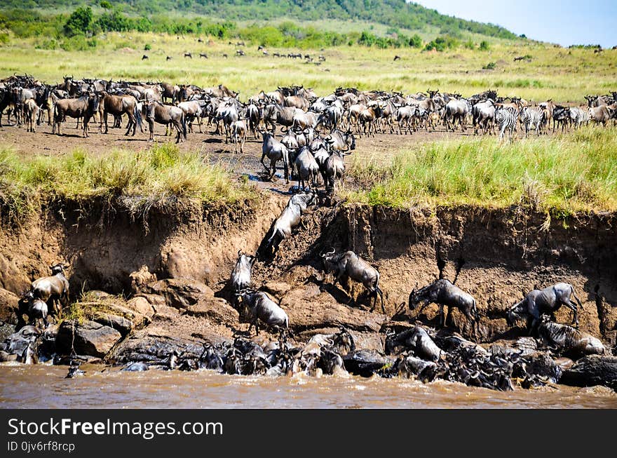 Brown and Black Animals