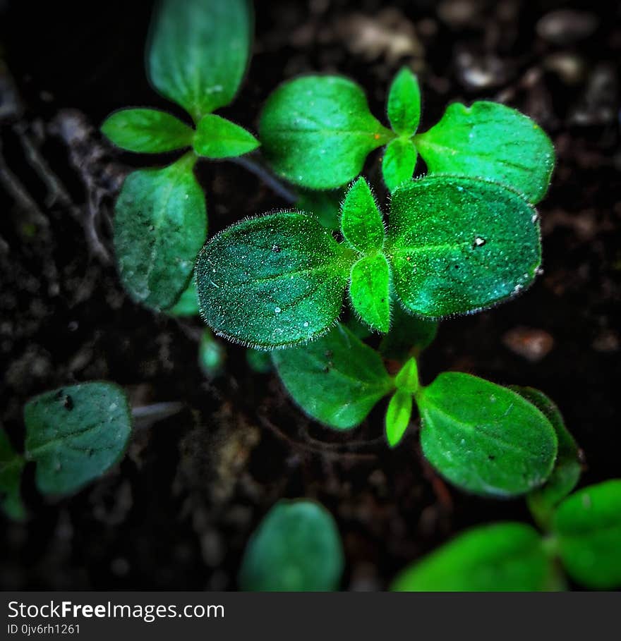 Green Plant