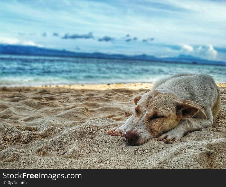 Dark Yellow Labrador Retriever Lying on the Sea Shore