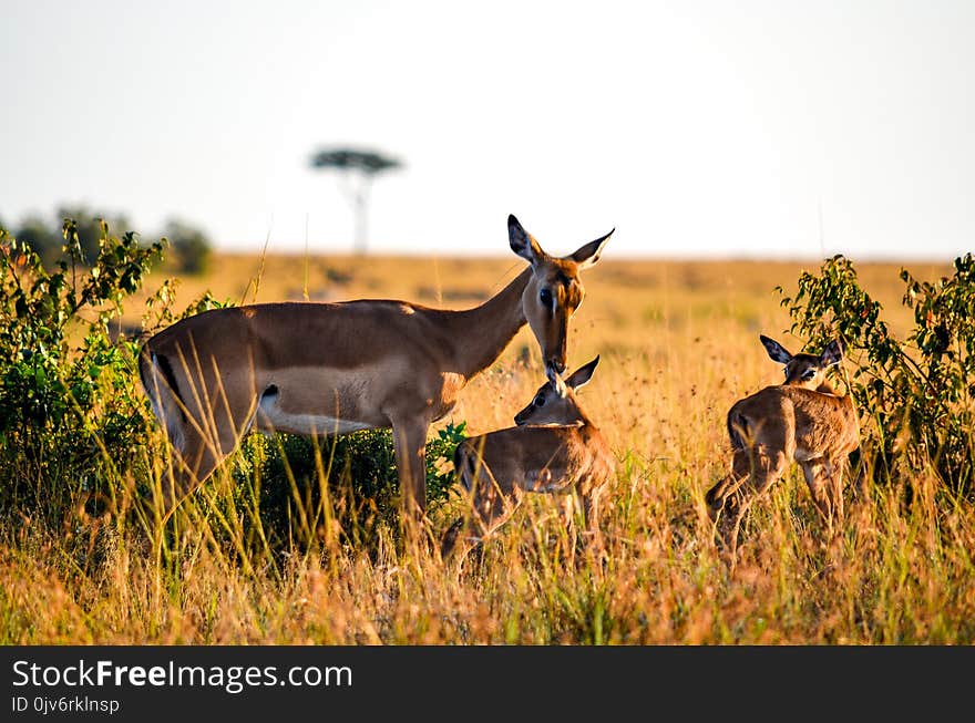 Three Brown Deers