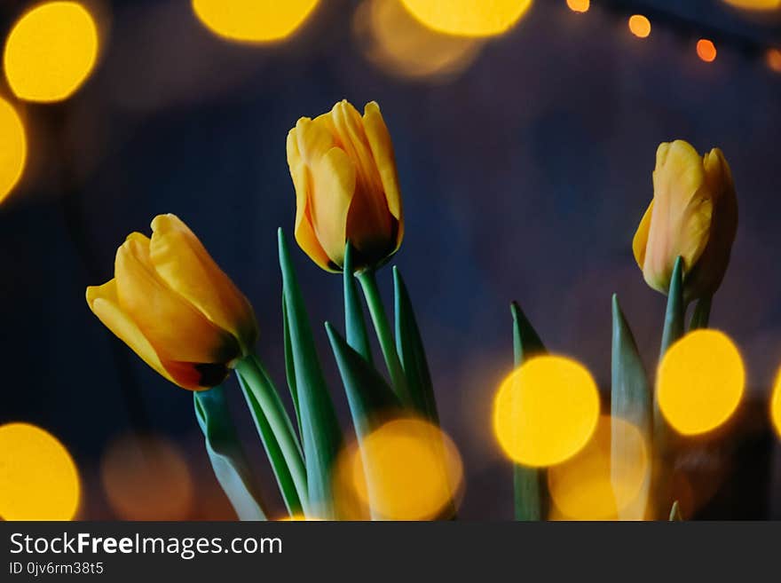 Macro Photography of Yellow Flowers