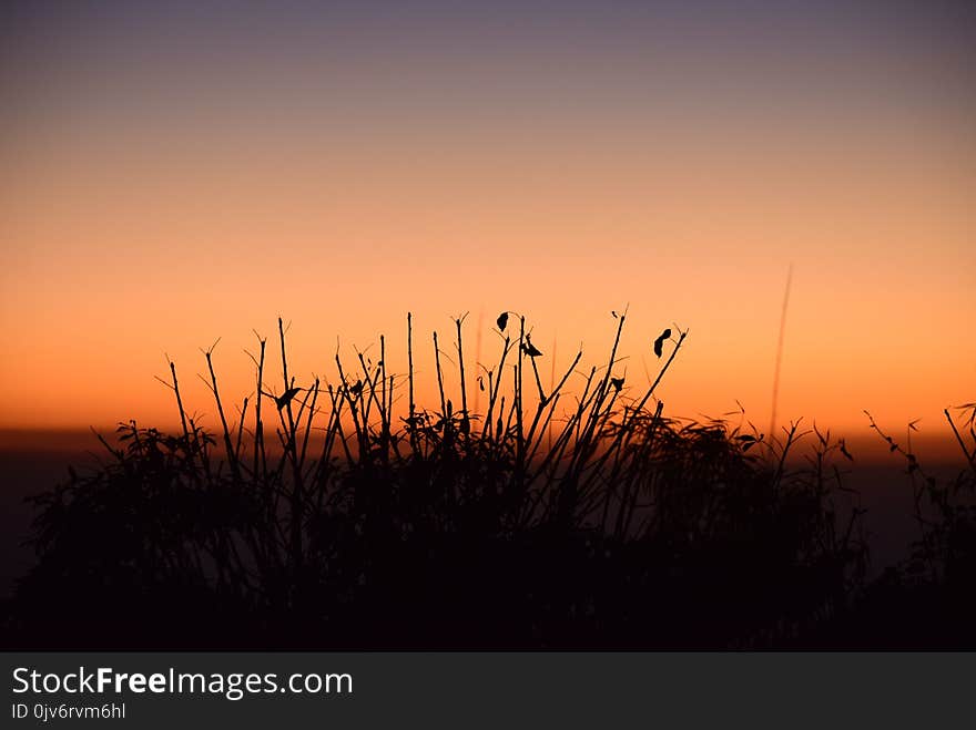 Silhouette Photo of Grass