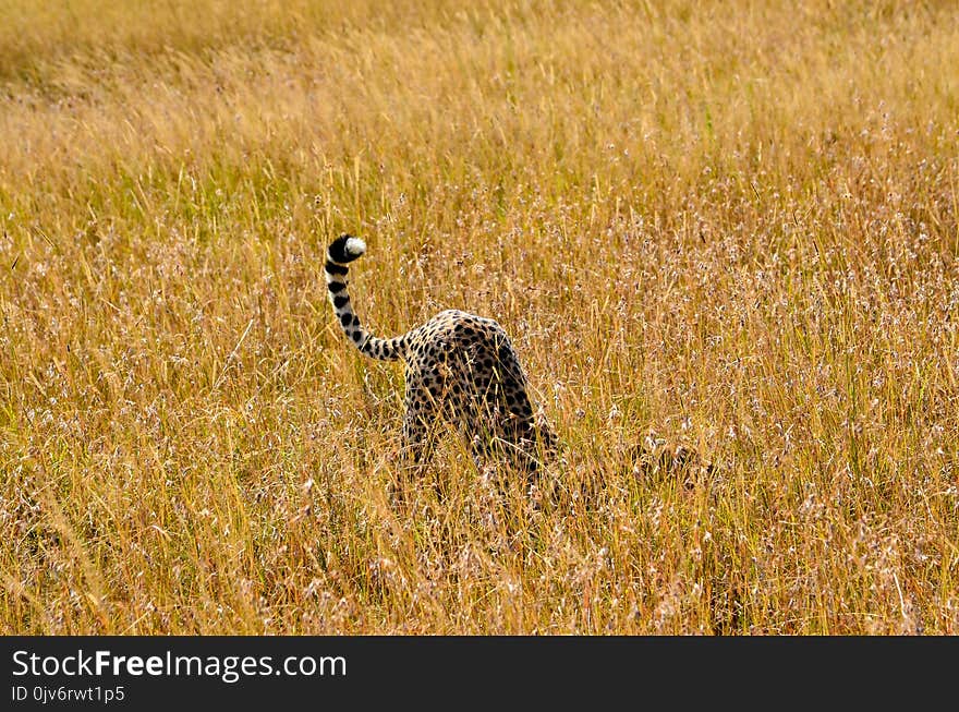 Cheetah on Brown Grass Field Photo