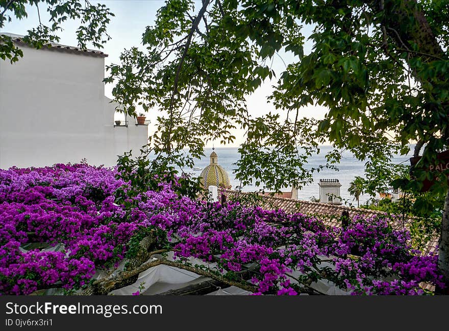 Photography of Purple Flowers