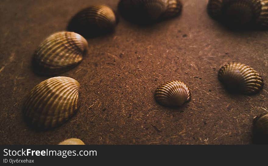 Assorted Seashell on Sand