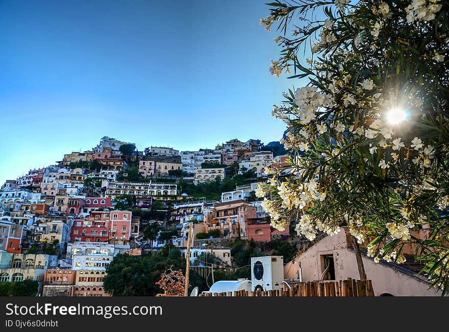 White Petaled Flowers Near City