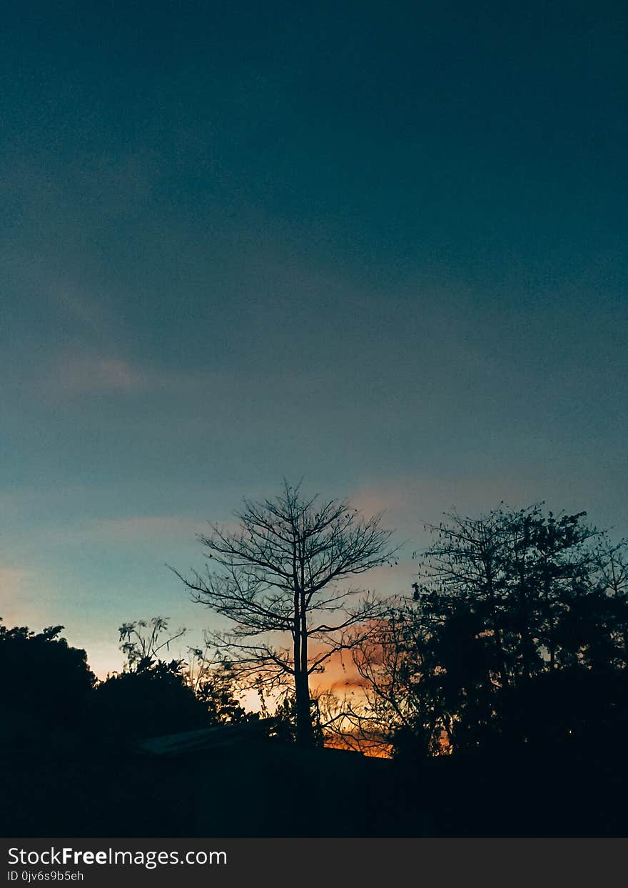 Silhouette of Lone Tree