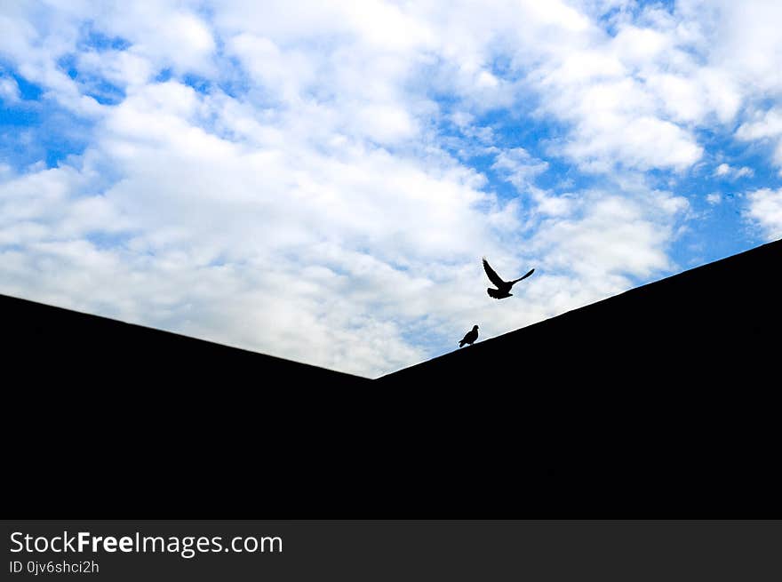 Two Black Birds