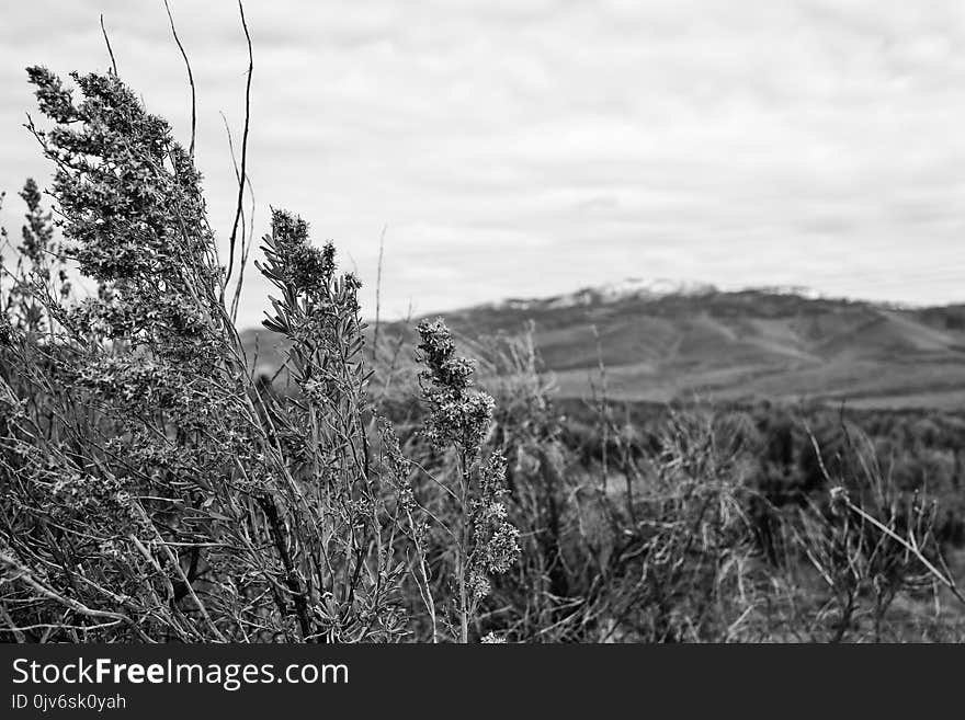 Greyscale Photo of Grass