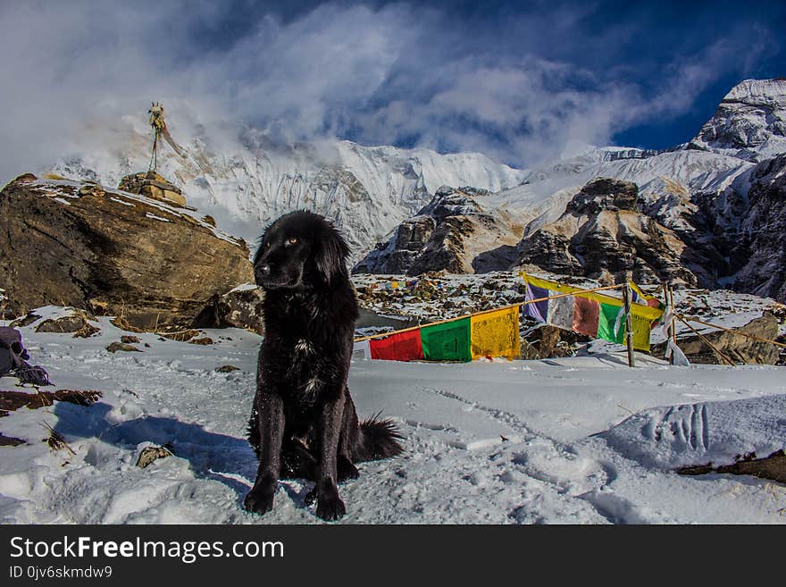 Black Dog on Snowy Mountain