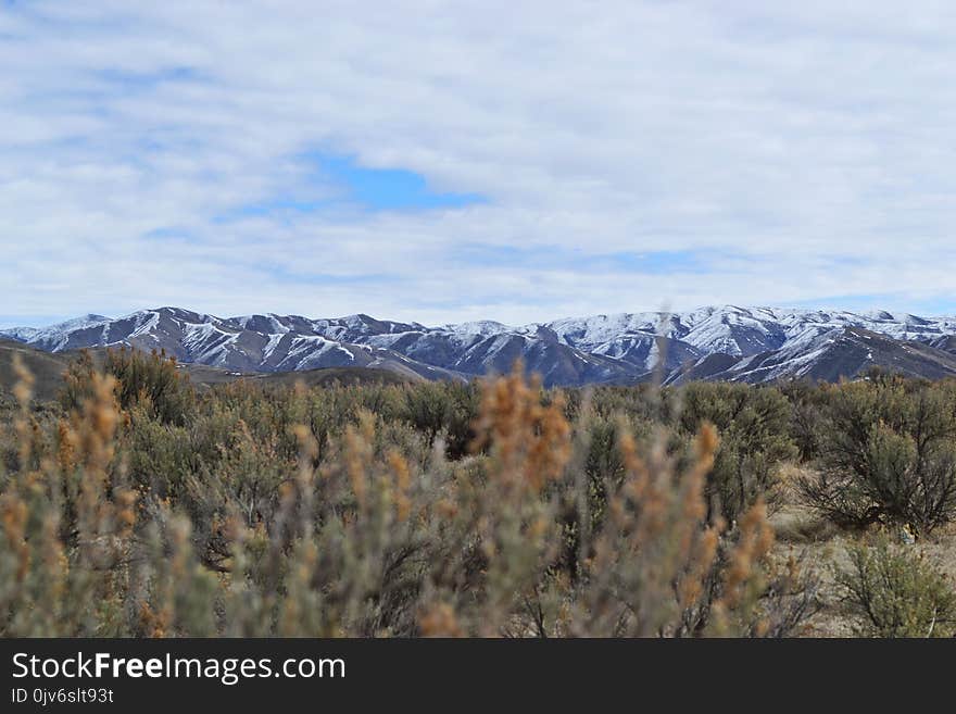 Brown Clustered Flowers Overlooking Mountain Under Cloudy Sky