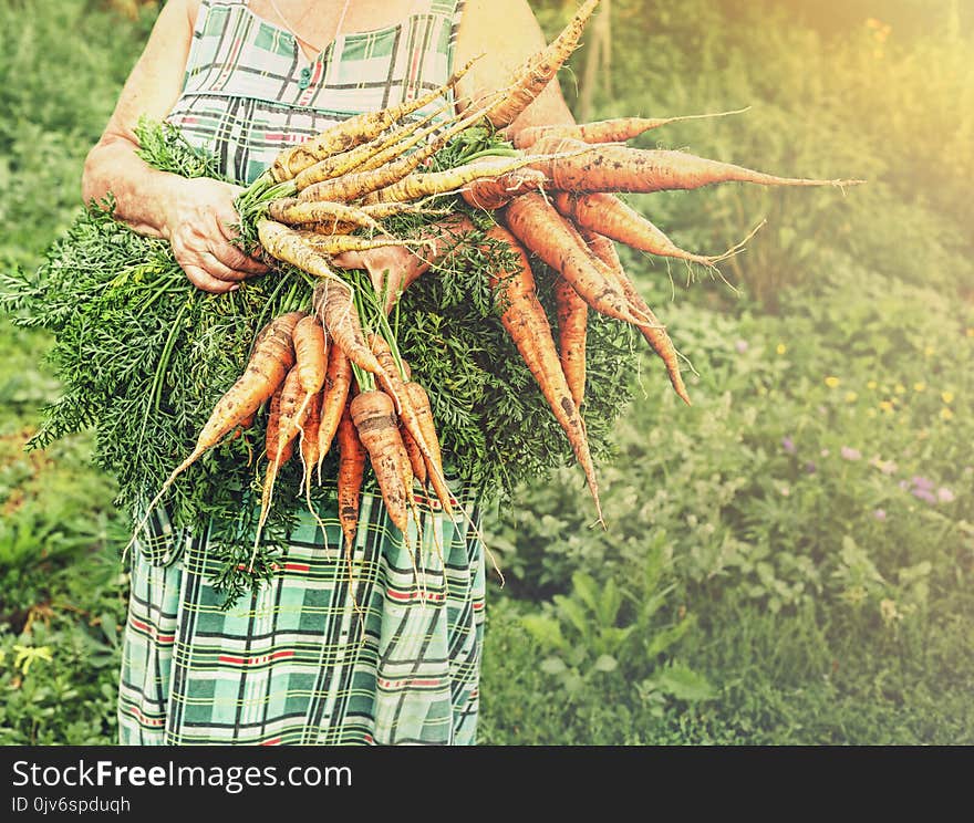 Carrots in hands. agriculture, harvesting, Concept: natural food craft food detox. Carrots in hands. agriculture, harvesting, Concept: natural food craft food detox