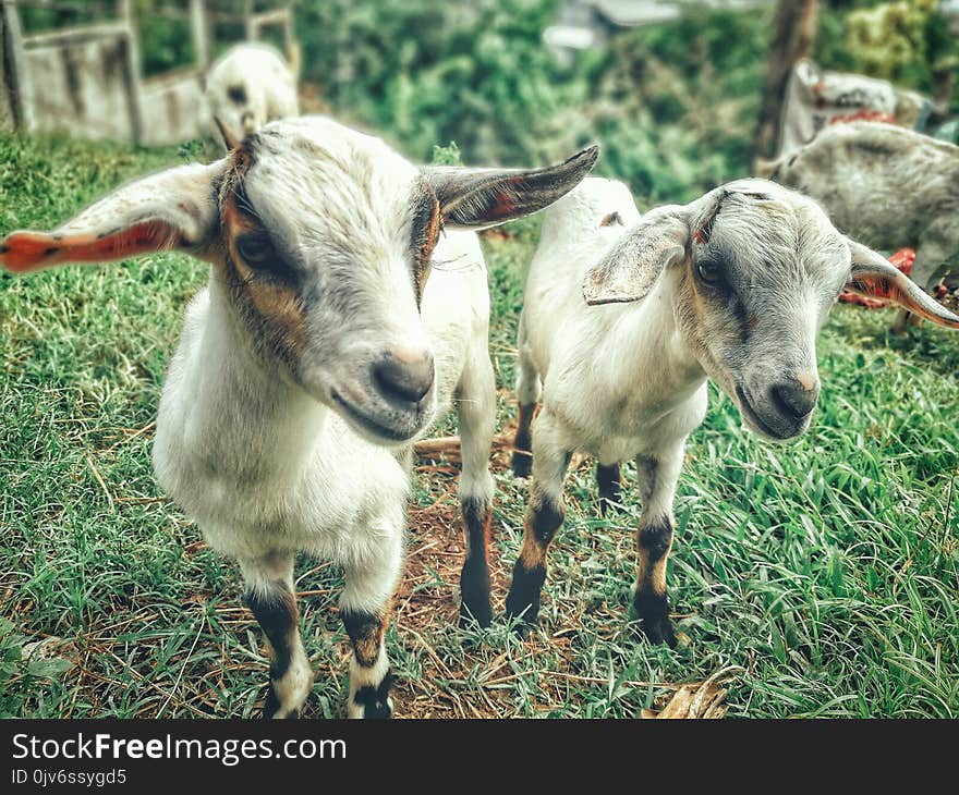 Two White Goat Kids