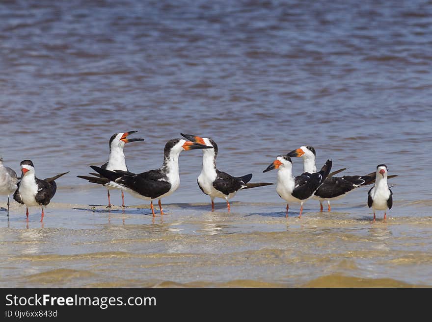 Flock of black skimmers in the sun