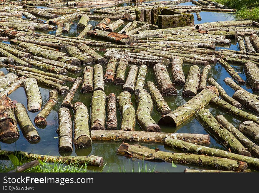 Logs dipped in water for cultivation of shiitake mushrooms