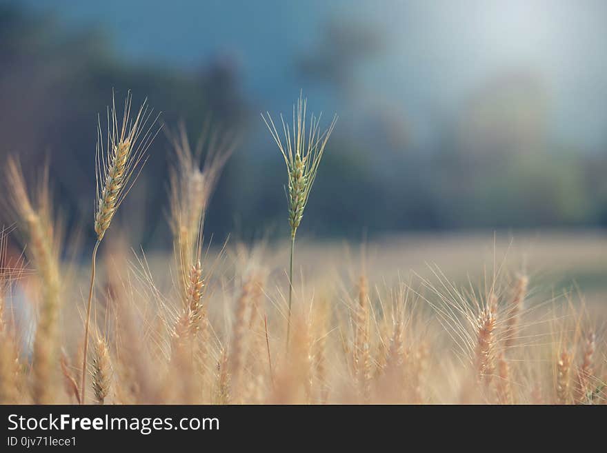 .Beautiful landscape of Barley field in summer at sunset time, Harvest time yellow rice field in Thailand