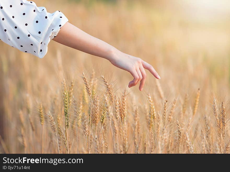 Woman hand touching barley in summer at sunset time.