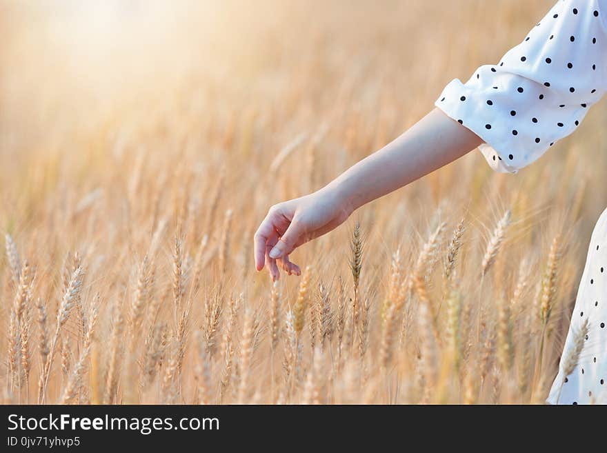 Woman hand touching barley in summer at sunset time.