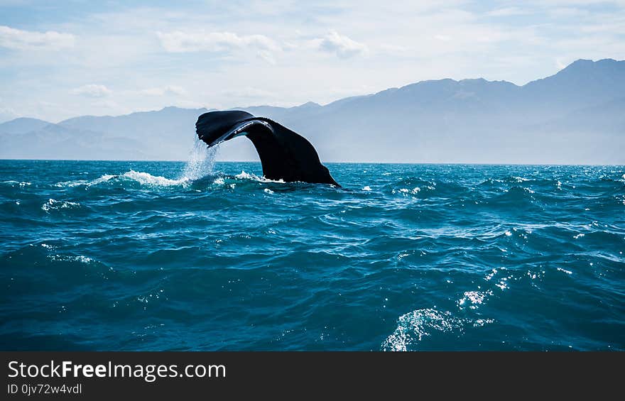 A 45 year old sperm whale going for another dive for his next meal. A 45 year old sperm whale going for another dive for his next meal.