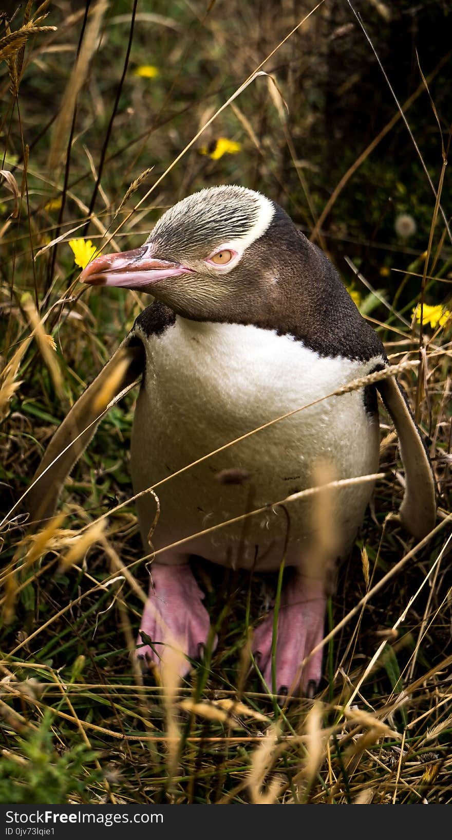 The native Hoiho Maori Name out and about after a long day of swimming and eating!. The native Hoiho Maori Name out and about after a long day of swimming and eating!