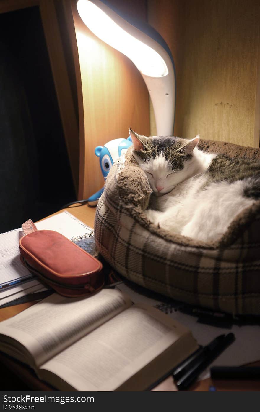 School kid desk with lamp opened book and cat in catbed
