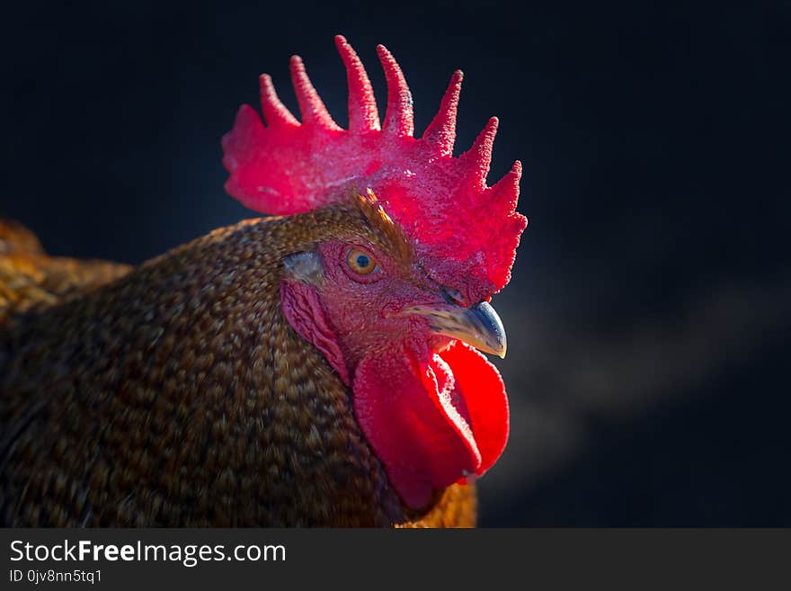 Rooster On A Black Background