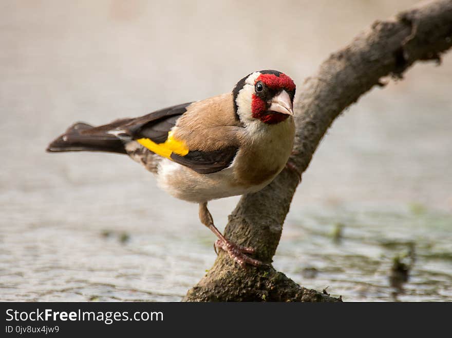 A Goldfinch Carduelis Carduelis Sits Over Water On A Stick