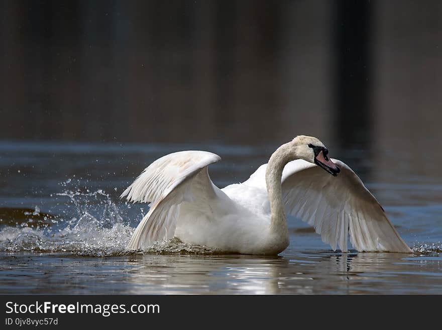 Mute swan, Cygnus olor, single bird frolics in the water