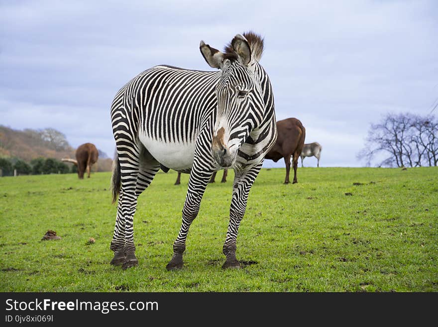 Zebra with strips in safart park