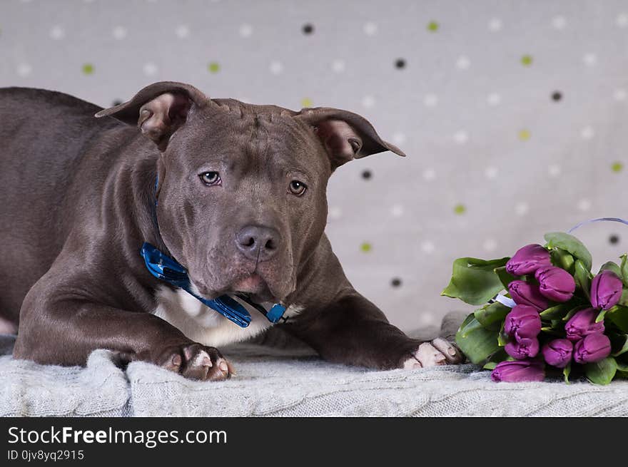 Staffordshire terrier potrait at studio lying with purple tulips bouquet