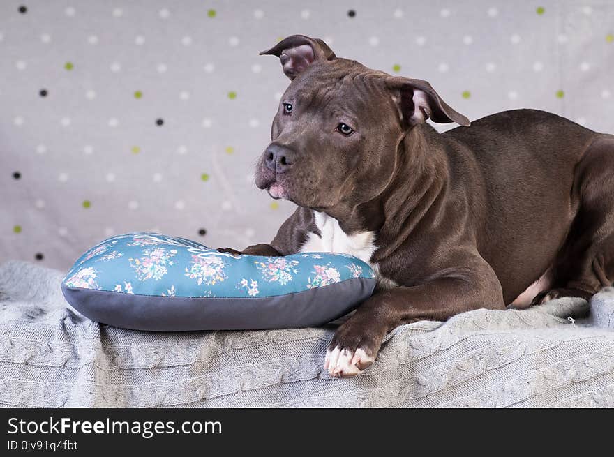 Staffordshire Terrier Potrait At Studio