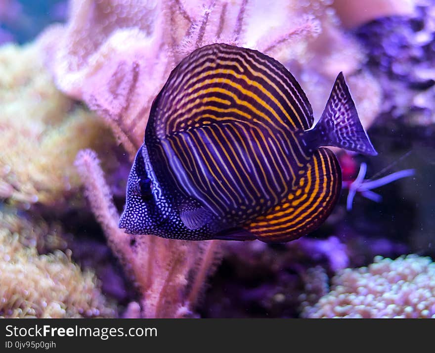 Tank filled with water for keeping live underwater animals. Zoanthus. Zebrasoma. Tank filled with water for keeping live underwater animals. Zoanthus. Zebrasoma.