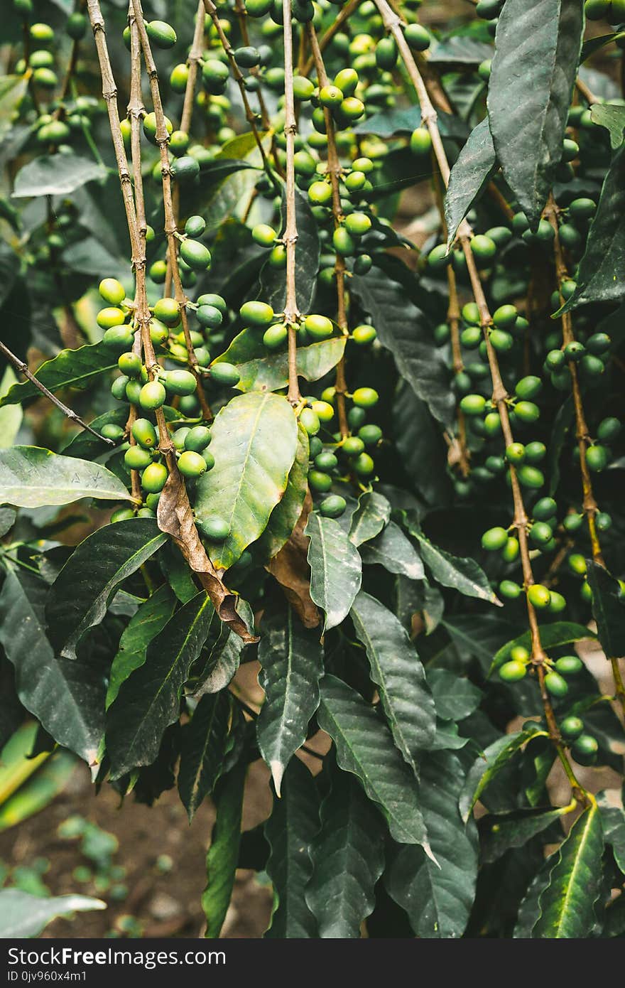 Cultivated local coffe plantage. Branch with green coffee beans and foliage. Santo Antao Island, Cape Verde. Vertical shot